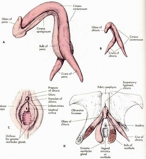 penis_clitoris zawiązki.jpg