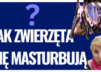 Jak masturbują się zwierzęta? Wideo
